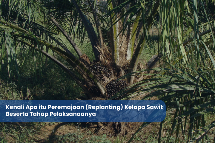 Kenali Apa itu Peremajaan (Replanting) Kelapa Sawit Beserta Tahap Pelaksanaanya