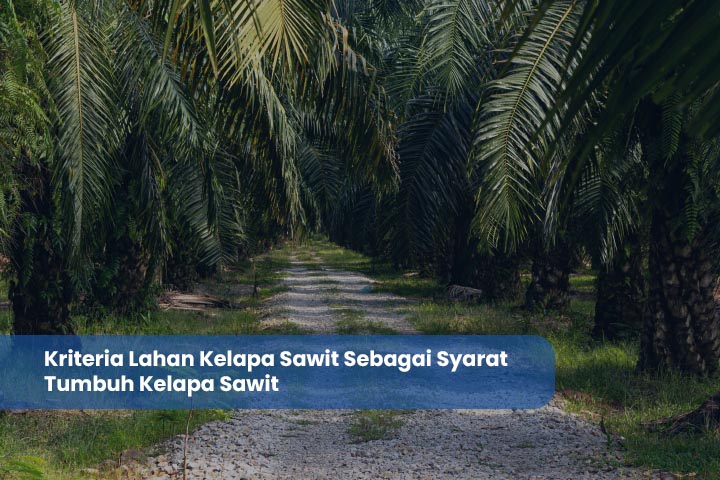 Kriteria Lahan Kelapa Sawit Sebagai Syarat Tumbuh Kelapa Sawit