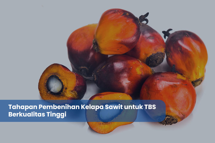 Tahapan Pembenihan Kelapa Sawit untuk TBS Berkualitas Tinggi