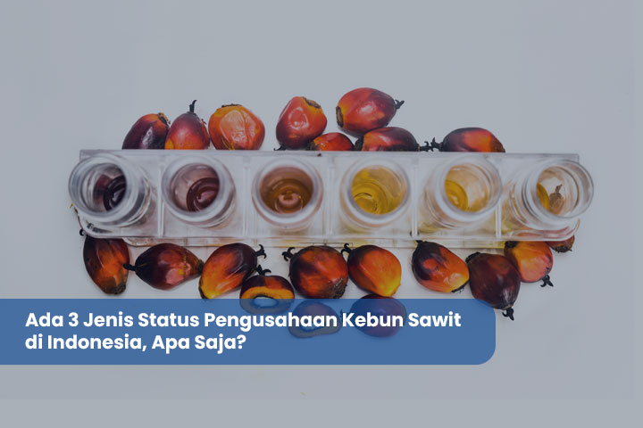 Ada 3 Jenis Status Pengusahaan Kebun Sawit di Indonesia