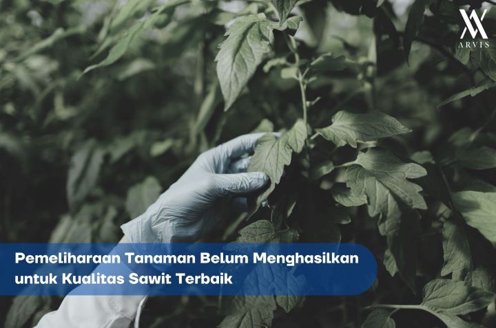 Pemeliharaan Tanaman Belum Menghasilkan